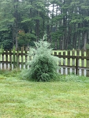 IMG_20220801_071809846.jpg