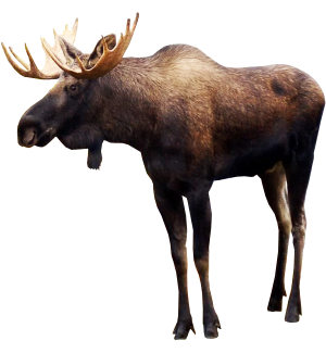 pngimg.com - moose_PNG53.png