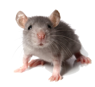 Mouse-Animal-Transparent.png