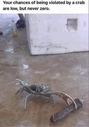crab.jpg