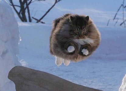jump_cat1.jpg