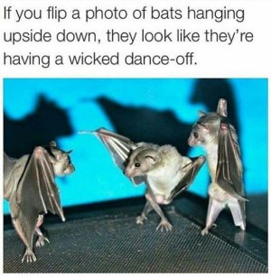 bats.jpg