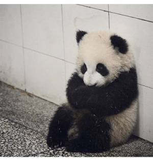 1707091366423.gif 1707091366423.gif