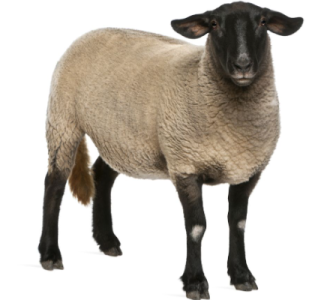 2024-02-09 14_36_22-ewe image - Google Search.png