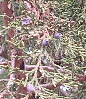 Berries.jpg Berries.jpg