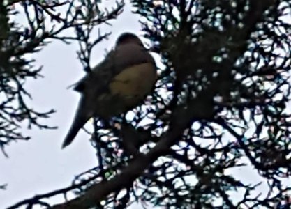 Bird1.jpg Bird1.jpg
