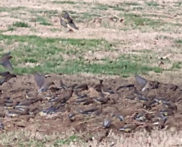 Birds.jpg Birds.jpg