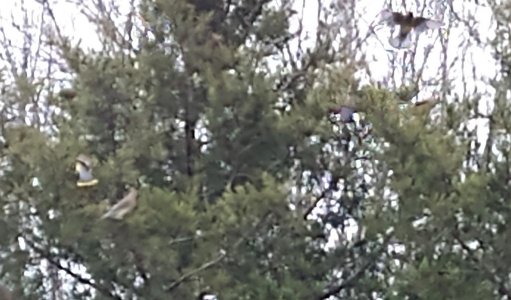 Birds2.jpg Birds2.jpg