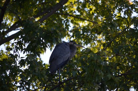 Blue Heron.JPG