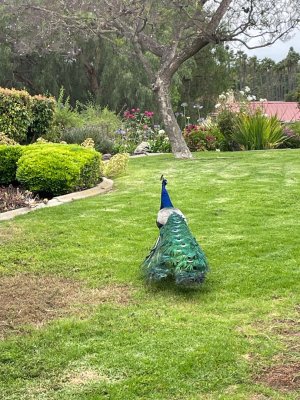 Bird 2.jpeg Bird 2.jpeg