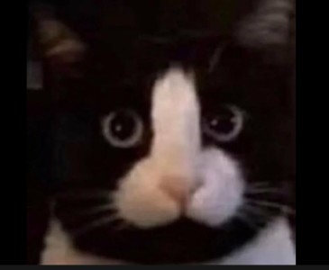 2024-04-24 23_36_24-dick face cat - Google Search.png