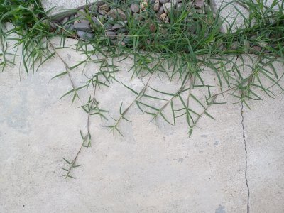 Bermudagrass.jpg