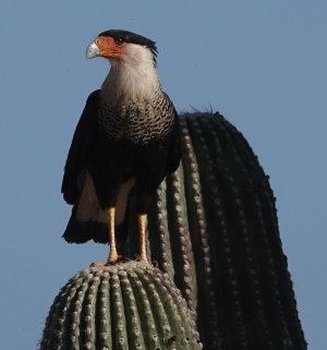 caracara_2024_05_16e.jpg