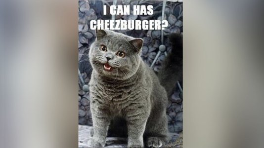 230721145700-cheezburger-cat-meme.jpg
