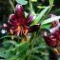 Anexate