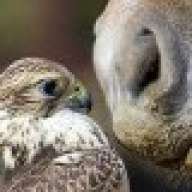 FalconHorse