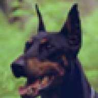 dougdoberman