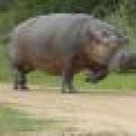 hippovsmouse
