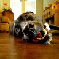 ElectedMarmot42