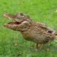 quackagator