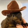 Red Squirrel