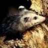 werepossum
