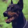 dougdoberman