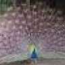 mixpix20