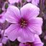 Geranium
