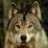 silverfang77