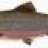 oldtrout