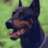 dougdoberman
