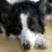 Mydog