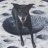 Moondoggy51